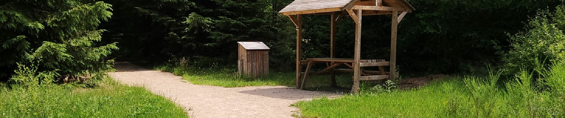 Randonnée Marche Vielsalm - Forêt domaniale du Grand-Bois - Photo