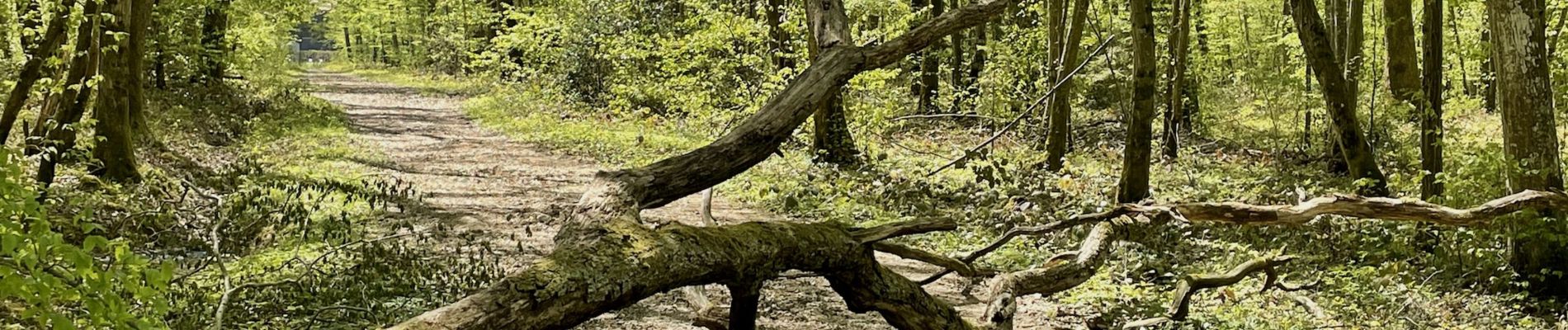 Randonnée Marche Jussy - Jussy - Grand Tour des Bois - Photo