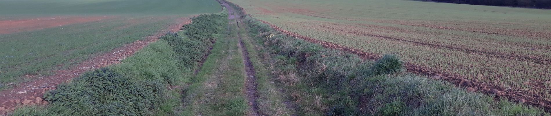 Tour Wandern Profondeville - bdv  lesves bioul arbre - Photo