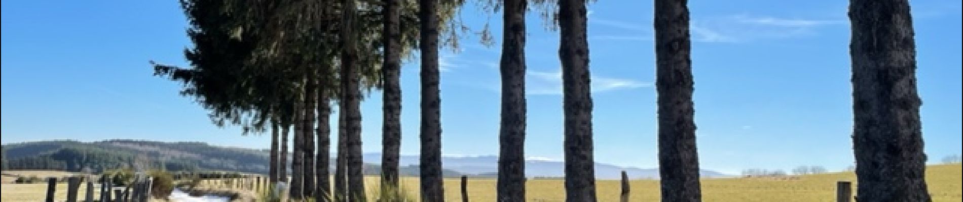 Point d'intérêt Cherier - Chemin bordé d'arbres - Photo