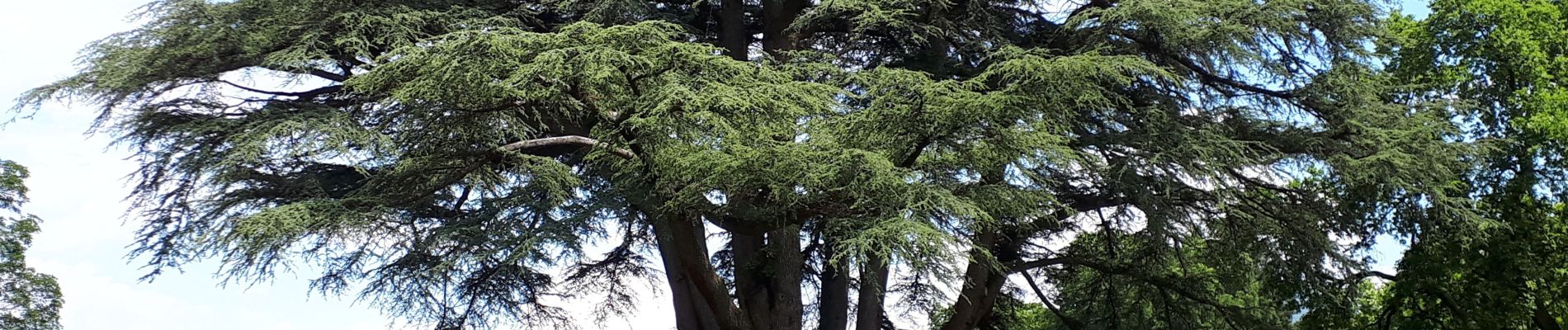 Randonnée Marche Sassenage - Tour de Combe Chaude + parc du château de Sassenage - Photo