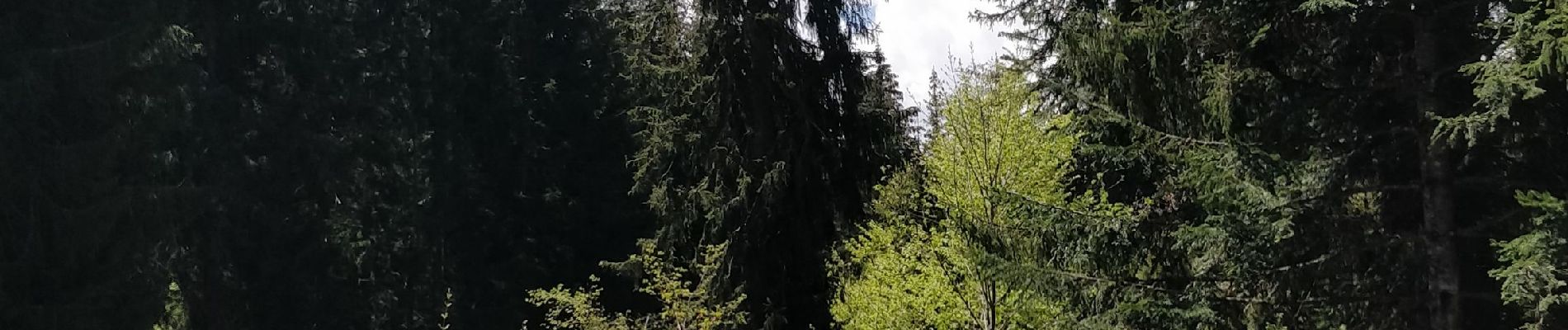 Tour Wandern Arâches-la-Frasse - les Carroz, tête de Saix boucle - Photo