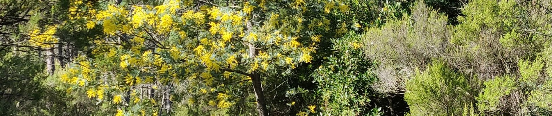 Tocht Stappen Roquebrune-sur-Argens - rando 3 croix - Photo