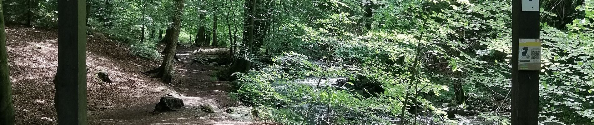 Trail Walking Jalhay - Promenade de la Hoëgne   - Photo