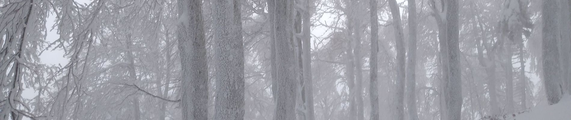 Percorso Racchette da neve Le Valtin - la schlucht raquettes jan 23 - Photo