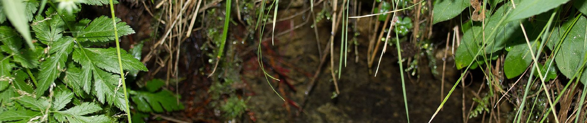 Percorso A piedi Roding - Wilder Mann 059, Naturpark Vorderer Bayerischer Wald - Photo