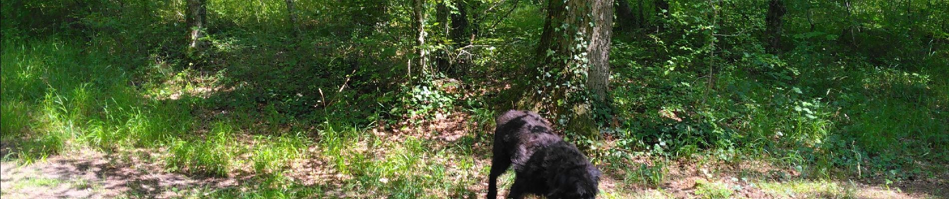 Trail Walking Compiègne - balade en forêt de Compiègne - Photo