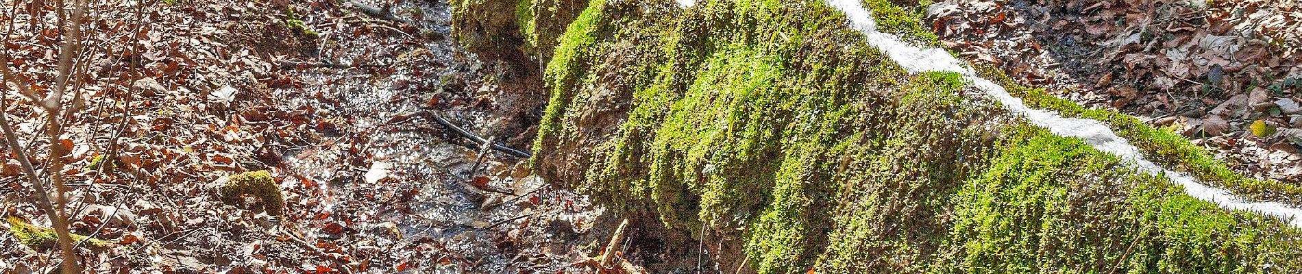 Excursión A pie Vorra - Rundweg Vorra – Artelshofen - Photo