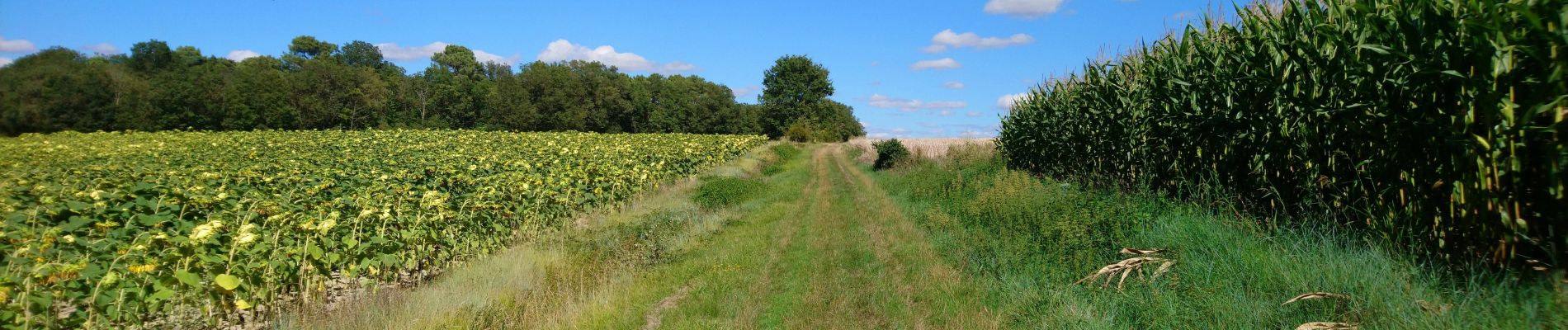 Randonnée Marche Marcilly-sur-Vienne - Marcilly-sur-Vienne - PR Vallées et plateaux - 9.6km 140m 2h20 - 2023 08 09 - Photo