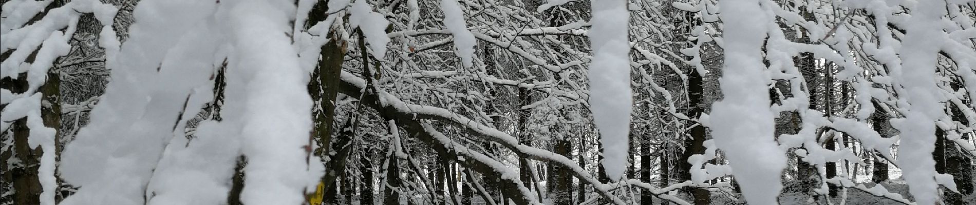 Tour Wandern Bastnach - Bizory - Photo