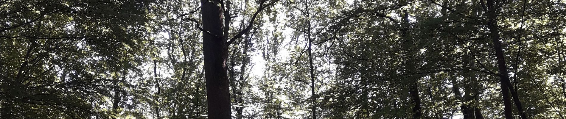 Randonnée Marche Belforêt-en-Perche - le chêne de l'école - Photo