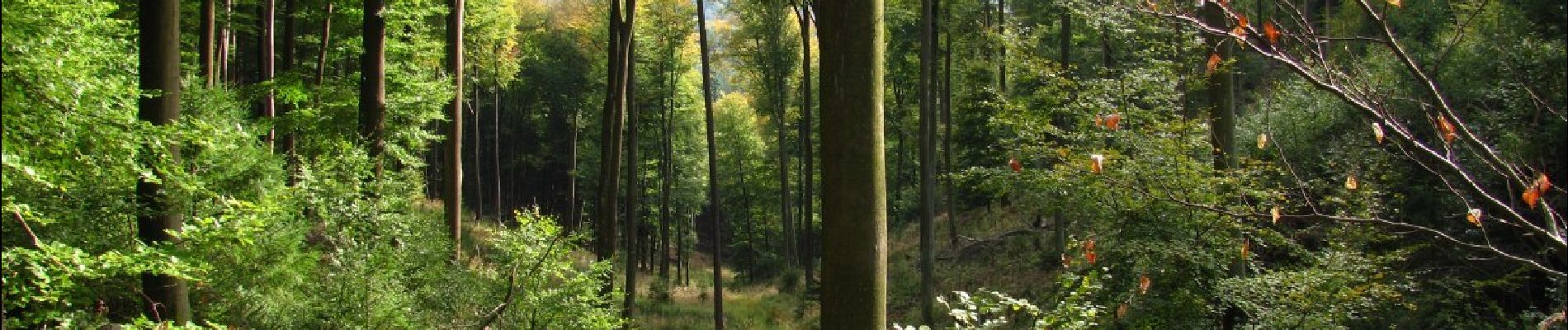 Trail On foot Schweigen-Rechtenbach - Ruine Guttenberg Tour Schweigen-Rechtenbach - Photo