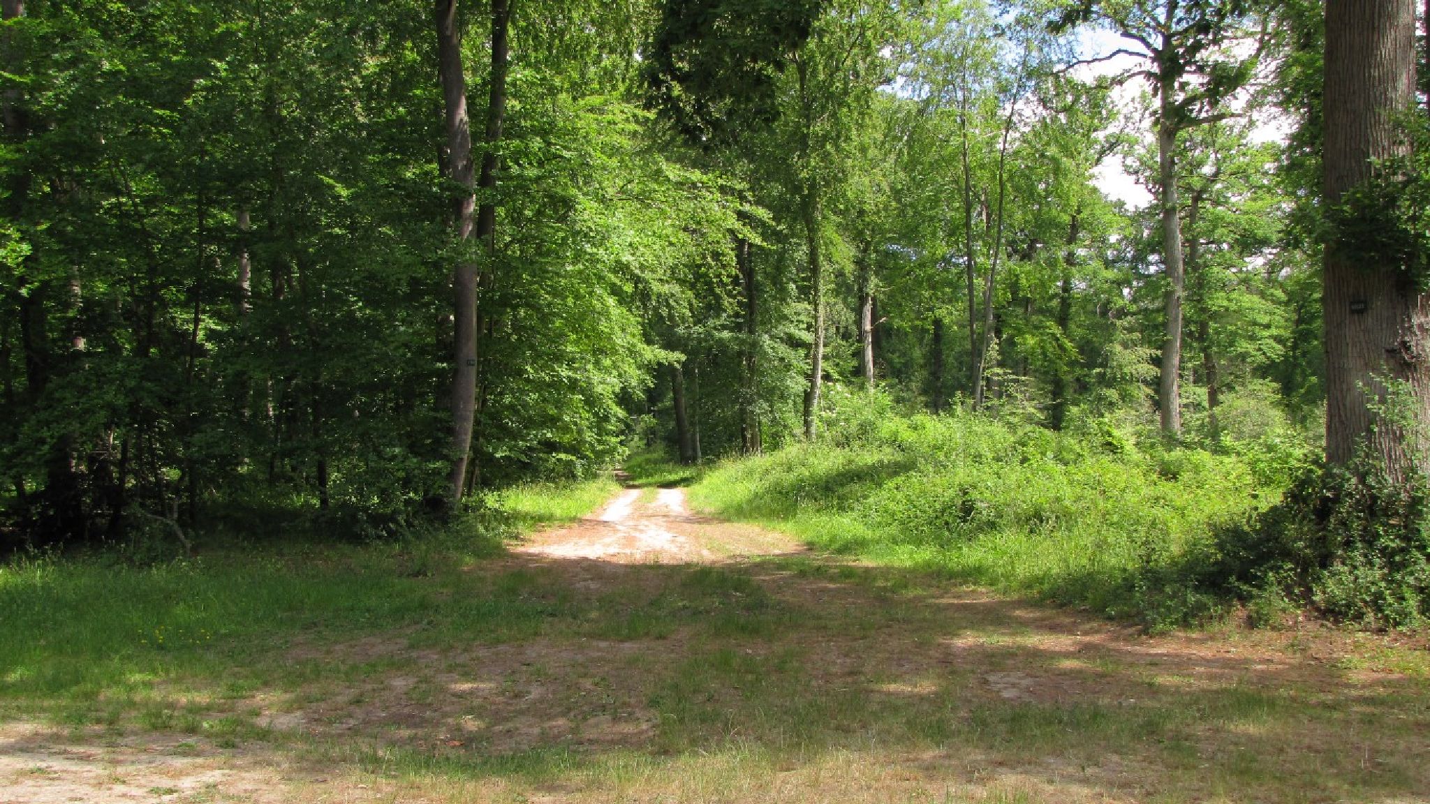 Randonnée A pied à Compiègne: en forêt de Compiègne_34_05_2020_autour ...