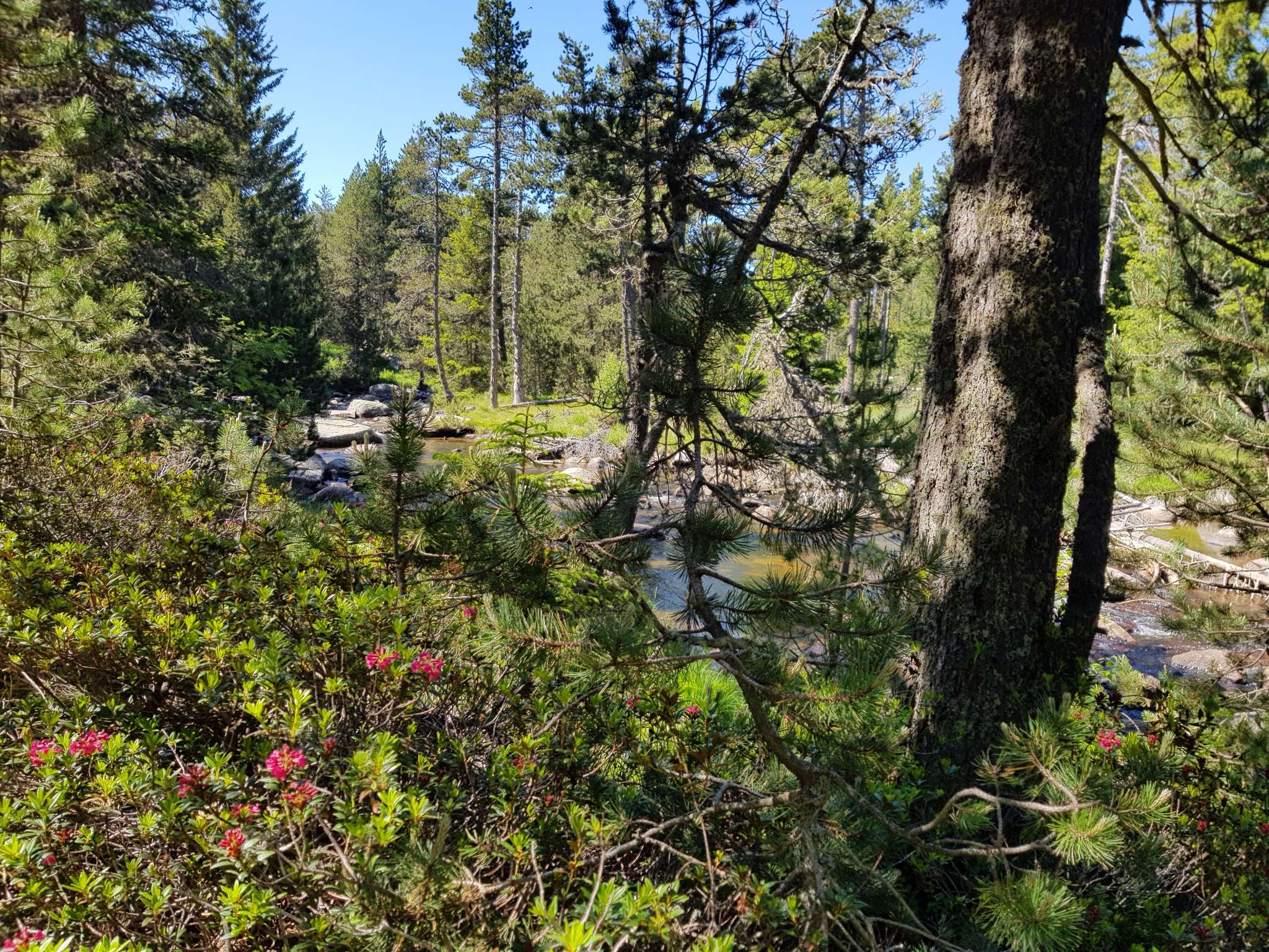 Le Petit Canada - Pla De Barrès Font Romeu