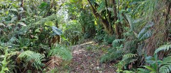 Point d'intérêt Le Lorrain - morne pomme - Photo