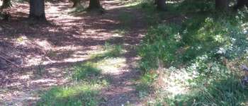 Punto di interesse Stoumont - Forêt au-dessus de Neucy - Photo