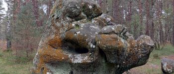 Point d'intérêt Fontainebleau - 6N - Cerbère du Désert - Photo