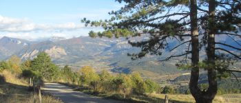 POI Montmaur-en-Diois - l'arbre-lyre - Photo