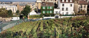 Punto de interés París - Les vignes de Montmartre - Photo