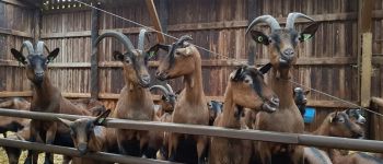 Punto de interés Durbuy - Chèvrerie d'Ozo - Bon Plan à visiter près du parcours - Photo