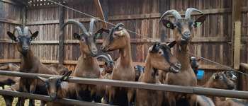 Point of interest Durbuy - Chèvrerie d'Ozo - Bon Plan à visiter près du parcours - Photo