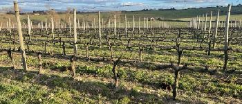 Punto di interesse Saint-Alban-les-Eaux - Parcelle de vigne taillée - Photo