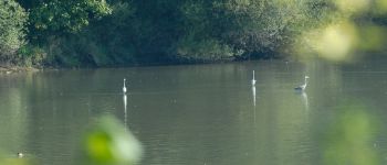 Punto di interesse Virton - Etang - Photo