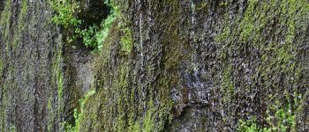 Point d'intérêt La Bourboule - PAROI RAFRAICHISSANTE - Photo