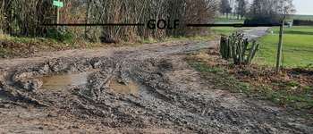Point d'intérêt Villers-la-Ville - Saules tétards - Photo