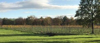 Point d'intérêt Thimister-Clermont - Vignes de Crawhez - Photo