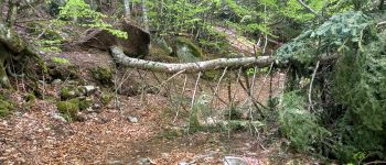 Point of interest Pourcharesses - tourner à droite à l'arbre cassé,ça monte dur dans la haitraie  - Photo