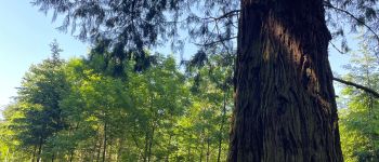 Point d'intérêt Renaison - Séquoia isolé  - Photo