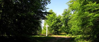 Point d'intérêt Vieux-Moulin - Point 16 - Photo