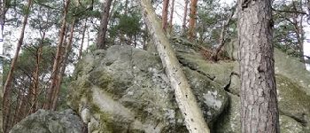 POI Fontainebleau - Rochers de la Salamandre - Photo