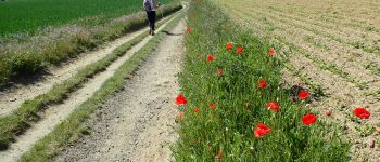 Point of interest Beauvechain - Vue sud dans le Sentier Rubens - Photo