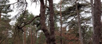 Point of interest Fontainebleau - Unnamed POI - Photo