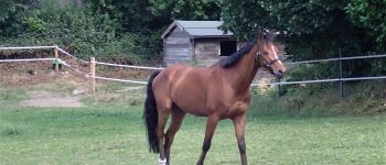 POI Grez-Doiceau - Beau cheval dans le Val du Puits - Photo