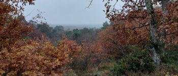 Point d'intérêt Fontainebleau - Point de vue du camp d'Arbonne - Photo