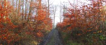 Point d'intérêt Saint-Jean-aux-Bois - Point 27 - Photo