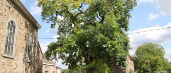 Point of interest Jalhay - The old oak of Sart village square  - Photo