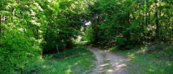 Point d'intérêt Vieux-Moulin - Point 15 - Photo