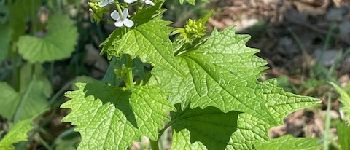 Point d'intérêt Pradines - Alliaire officinale - Photo