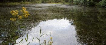 Punto de interés Theux - Ru et étang de Chawion - Photo