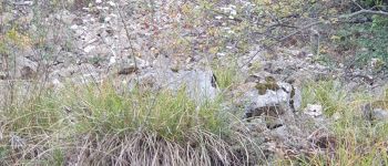 Point d'intérêt Gigondas - Iberis à feuilles de lin - Photo