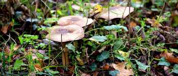 Point of interest Durbuy - Ouvrez l'oeil! - Photo