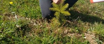 Punto di interesse Bièvre - Sapins de Noël en gestion différenciée - Photo