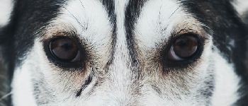 POI  - De weerwolf van Orchimont - Photo