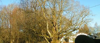 Point of interest Spa - The old elm of Berinzenne - Photo