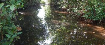 Point d'intérêt Sainte-Rose - Passage d'un gué de la mangrove - Photo