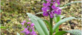 Punto de interés Val d'Oingt - Orchidée de Mai (chemin du Vervuis) - Photo